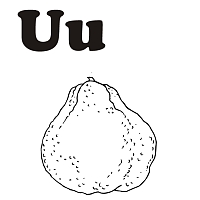 Thumbnail image for U is for Ugli
