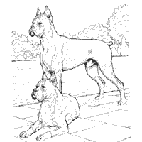 Thumbnail image for Boxers