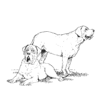 Thumbnail image for Bull Mastiff