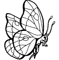 Thumbnail image for Butterfly 3