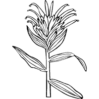 Thumbnail image for Castilleja Miniata – Indian Paintbrush