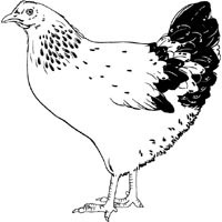 Thumbnail image for Clucking Hen