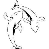 Thumbnail image for Dolphins Swimming