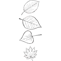 Thumbnail image for Fall Leaves