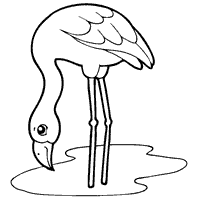 Thumbnail image for Feeding Flamingo