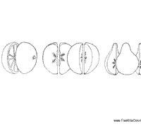 Thumbnail image for Fruit Fractions