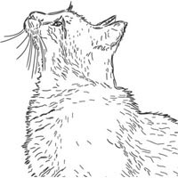 Thumbnail image for Furry Feline