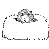 Thumbnail image for Groundhog in Burrow