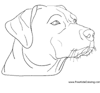 Thumbnail image for Labrador