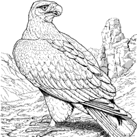 Thumbnail image for Perching Eagle