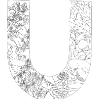 Thumbnail image for Plant Alphabet, Letter U