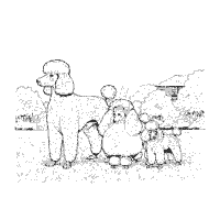 Thumbnail image for Poodles