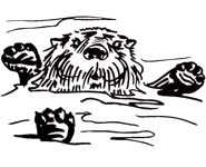 Thumbnail image for Sea Otter in Water