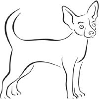 Thumbnail image for Short Haired Chihuahua