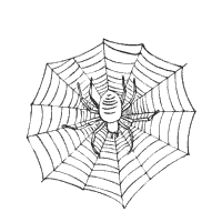 Thumbnail image for Spider in Web
