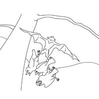 Thumbnail image for Flying Stellaluna