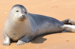 Trained Seal