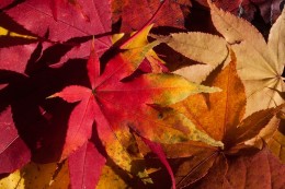 Autumn Leaves Soap