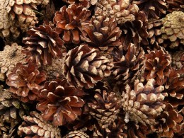 Pine Cone Bird Feeder