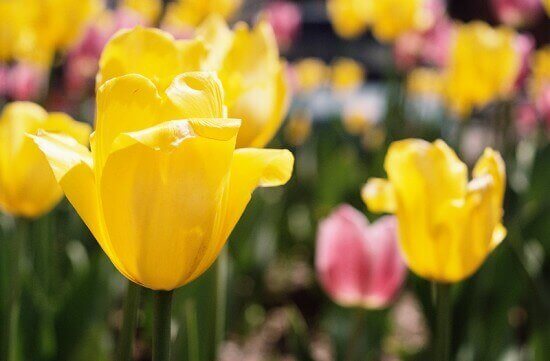 An Easter Poem