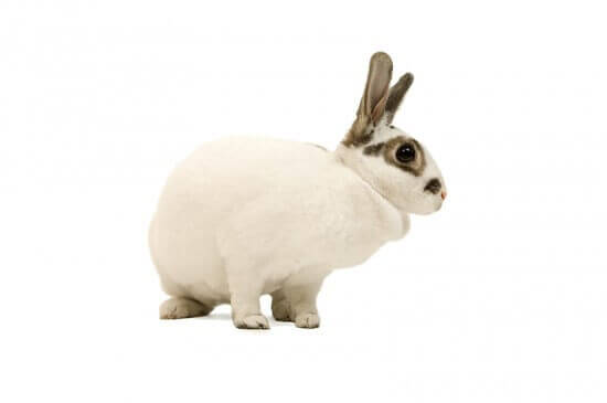 Two Silly Easter Bunny Stories