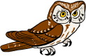 Barn Owls