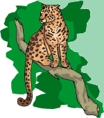Cheetahs
