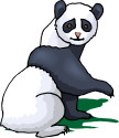 Giant Pandas