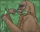 Gorillas