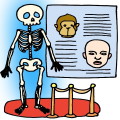 Human Evolution