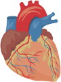 Human Heart