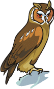 Owls