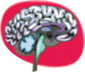 Pituitary Gland