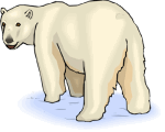 Polar Bears