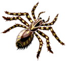 Spiders