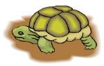 Turtles