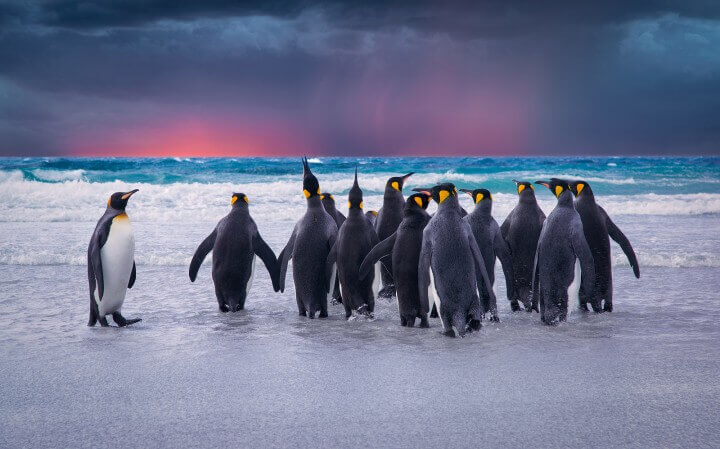 King Penguins In The Falkland