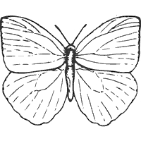Adult Butterfly