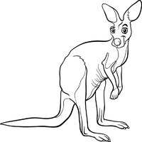 One Kangaroo