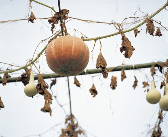 Hanging Gourds