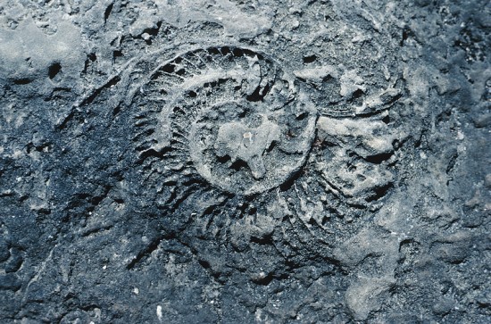 Fossil