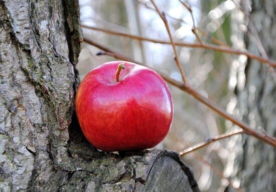 Apple in a Tree