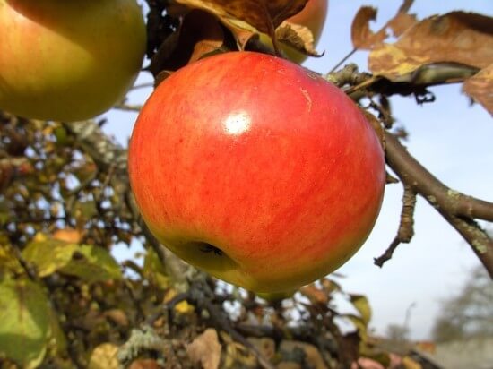 Apple on Apple Tree
