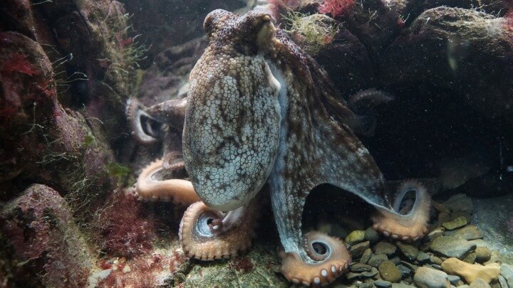 Edible Ocean Octopus
