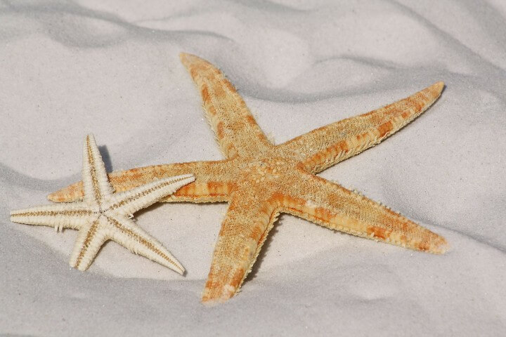 Starfish Sugar Cookie