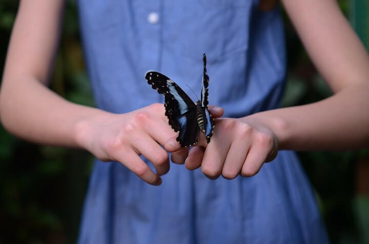 Butterfly Handprint