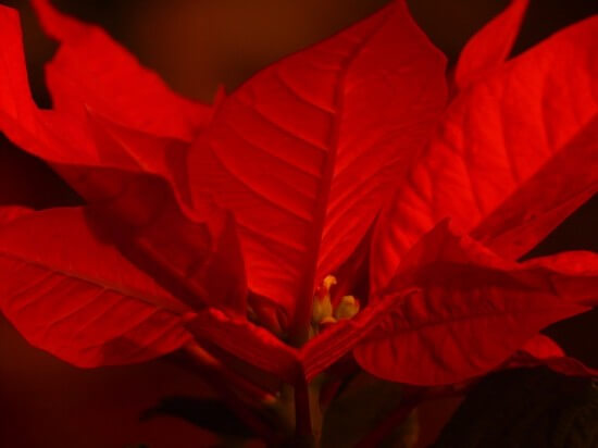 Pointsettia