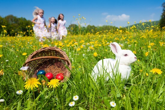 Easter bunny on a beautiful spring meadow with dandelions in fro