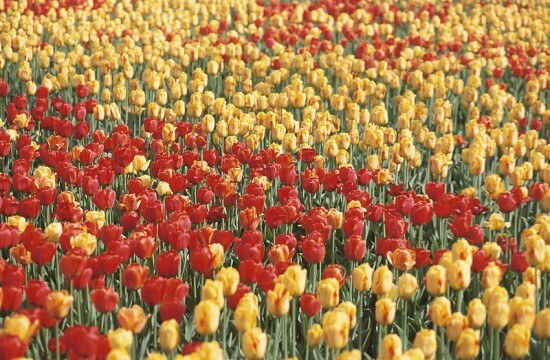Tulips
