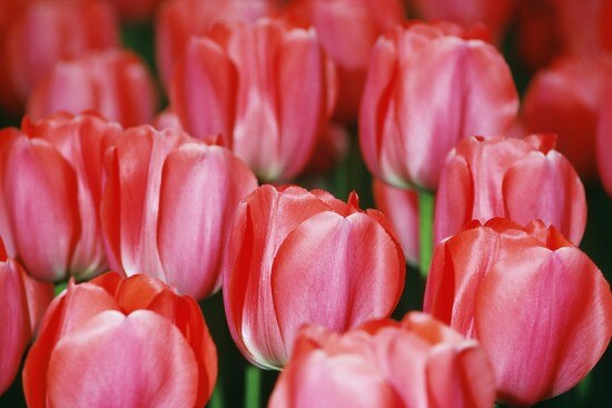 TulipsPink